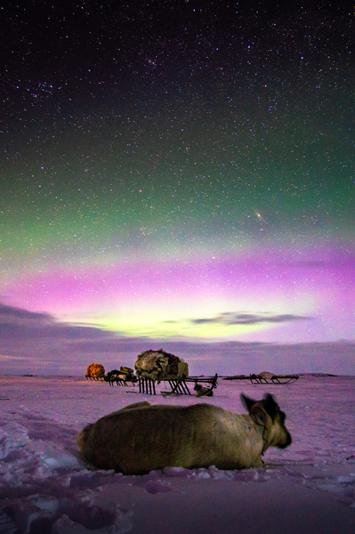 Aurora reindeer cards