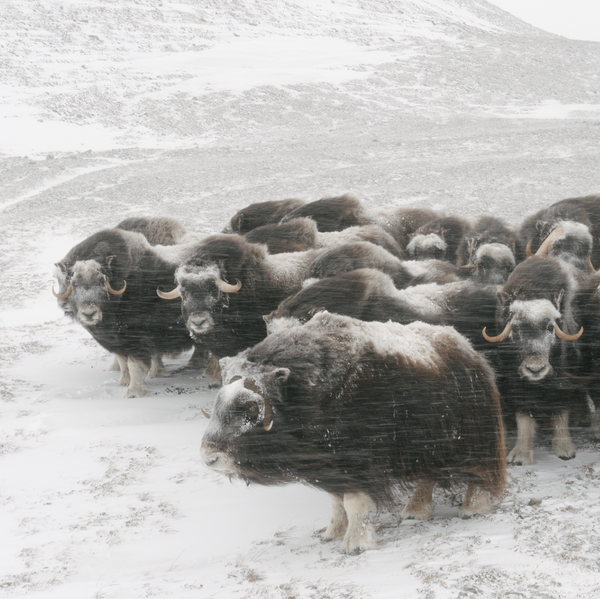 Muskox cards