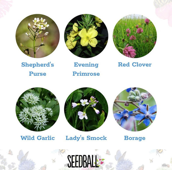 NEW: Edible flowes mix seed bag - 100 balls | 3000 seeds