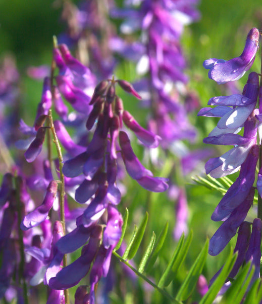 NEW: Wildlife flower mix seed bag - 100 balls | 3000 seeds