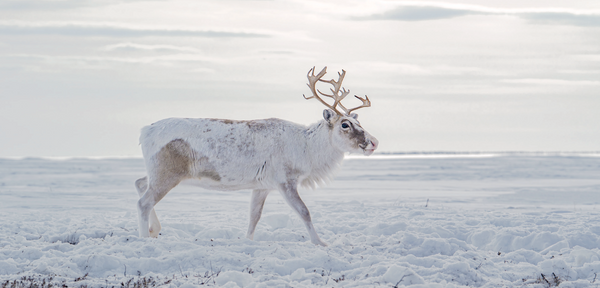NEW: Reindeer cards