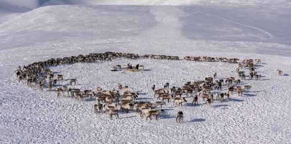 Reindeer gathering cards